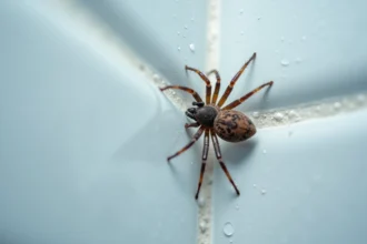Araignée domestique Tegenaria sur carrelage de salle de bains humide avec gouttelettes de condensation