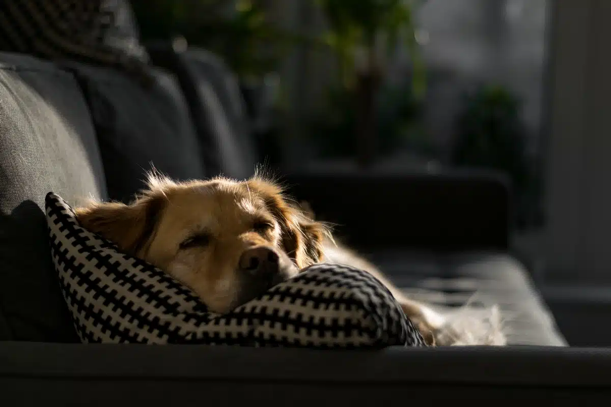 chien alimentation