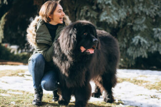 Grand chien : pourquoi son panier est bien plus qu'un simple accessoire ?