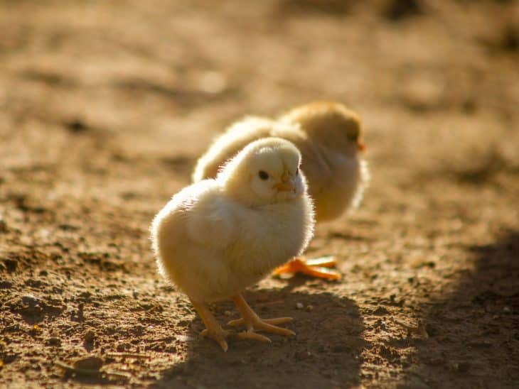 two yellow chicks on ground